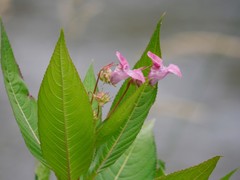 Impatiens glandulifera