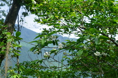 Alniphyllum pterospermum