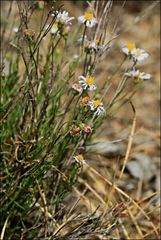 Brachyscome basaltica