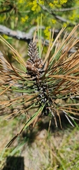 Pinus nigra pallasiana
