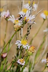 Brachyscome basaltica