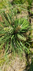 Pinus nigra pallasiana