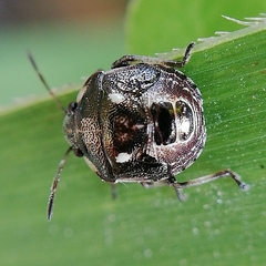 Heteroptera
