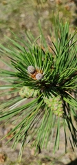 Pinus nigra pallasiana