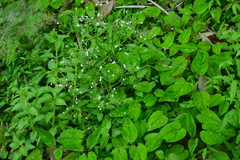 Valeriana hsui