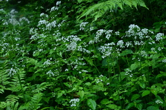Valeriana flaccidissima
