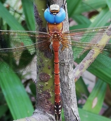 Anaciaeschna jaspidea