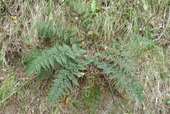 Polystichum oculatum