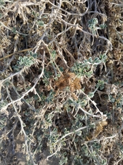 Daucus pumilus