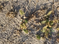 Daucus pumilus