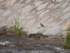 Passer domesticus