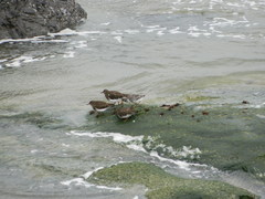Calidris ptilocnemis