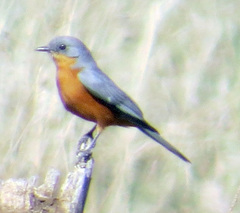 Melaenornis semipartitus