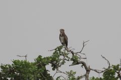 Circaetus beaudouini