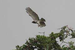 Circaetus beaudouini
