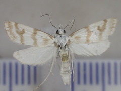 Patissa