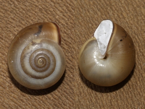 Carthusian Snail