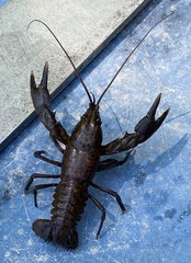 Cambarus rusticiformis