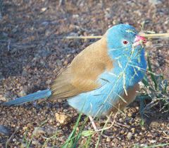 Uraeginthus cyanocephalus
