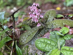 Ardisia primulifolia