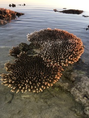 Acropora millepora