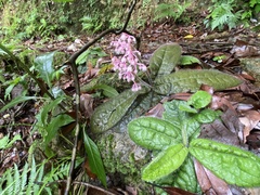 Ardisia primulifolia