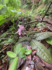 Ardisia primulifolia