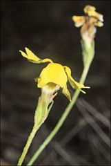 Goodenia pinnatifida