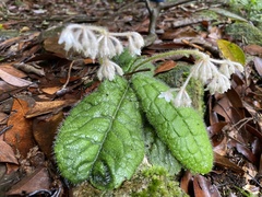 Ardisia primulifolia