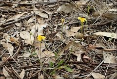 Goodenia pinnatifida
