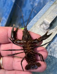 Cambarus rusticiformis