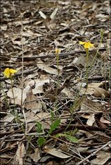 Goodenia pinnatifida