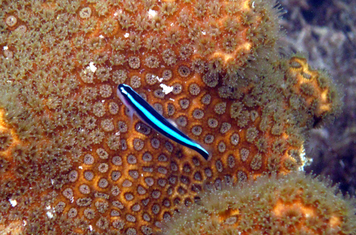 Neon Goby