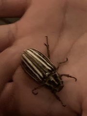 Polyphylla albolineata