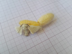 Bombyx mori