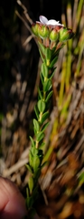 Adenandra odoratissima