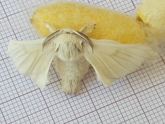 Bombyx mori