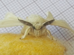 Bombyx mori