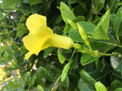 Pentalinoninae