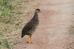 Pternistis icterorhynchus