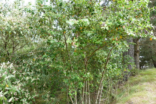 Cotoneaster glaucophyllus