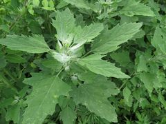 Chenopodium album