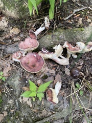 Russula