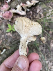 Russula