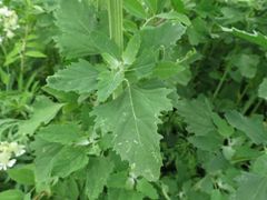 Chenopodium album