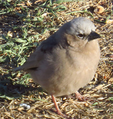 Pseudonigrita arnaudi