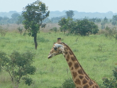 Giraffa camelopardalis antiquorum