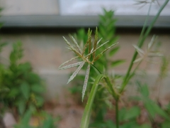 Cyperus sphacelatus