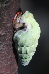 Cerithidea obtusa