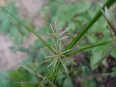 Cyperus sphacelatus